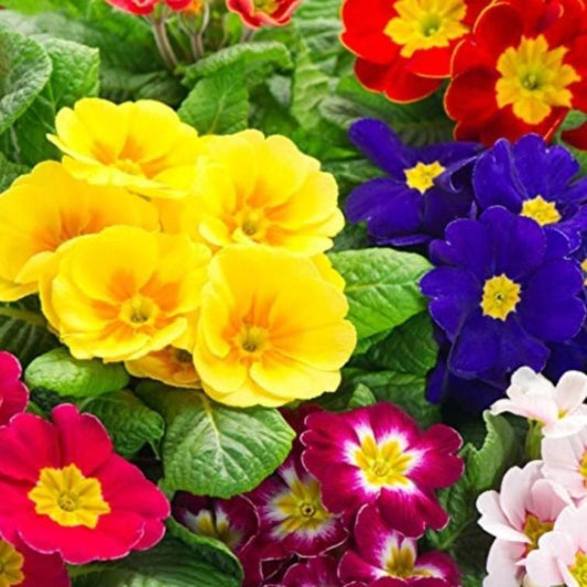 Rose Primrose Seeds With Plant Growth Supplement (Pack of 2)